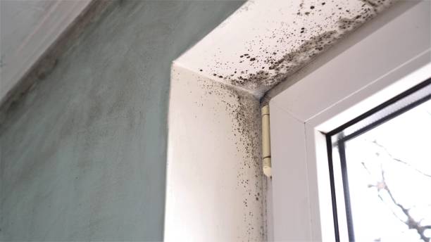 Best Commercial Mold Remediation in Concord, MO